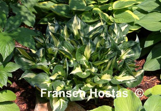 Hosta Whirlwind